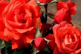 aleksandr Чайно гибридные розы сорта, описание, фото