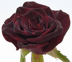 black Чайно гибридные розы сорта, описание, фото