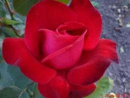 dame de Ker Чайно гибридные розы сорта, описание, фото