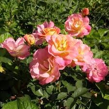 Cameo Полиантовые розы из семян, сорта, фото, уход